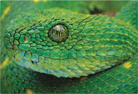 Puzzle 250 Colourful Nature 4 Snake PUZ250CN4S INTERDRUK