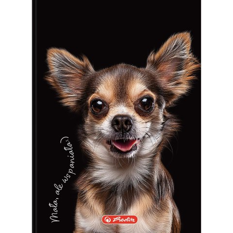 Brulion A6 80k kratka CRAZY ANIMAL 400196850 HERLITZ